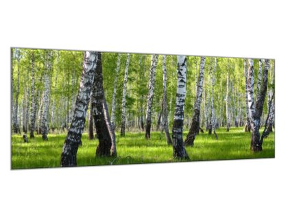 Obraz skleněný břízový les (Rozměry-obdélník 90 x 120 cm)