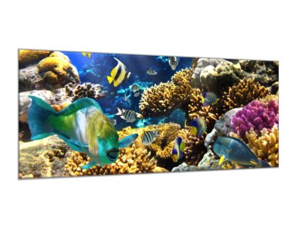 Obraz skleněný mořský svět, ryby a korály (Rozměry-obdélník 90 x 120 cm)
