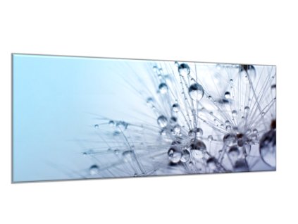 Obraz skleněný modré chmýří pampelišky s rosou (Rozměry-obdélník 90 x 120 cm)