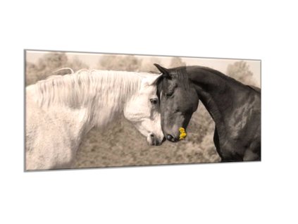 Obraz na skle kůň bílý a černý (Rozměry-obdélník 90 x 120 cm)