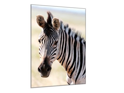 Obraz skleněný hlava zebry (Rozměry-obdélník 90 x 120 cm)