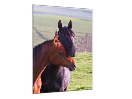 Obraz skleněný dva arabští koně na louce (Rozměry-obdélník 90 x 120 cm)