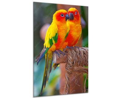 Obraz skleněný par aratinga sluneční (Rozměry-obdélník 90 x 120 cm)