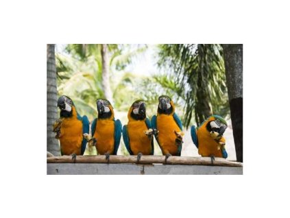 Obraz skleněný papoušek ara ararauna (Rozměry-obdélník 90 x 120 cm)
