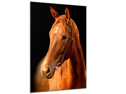 Obraz skleněný kůň ryzák (Rozměry-obdélník 90 x 120 cm)