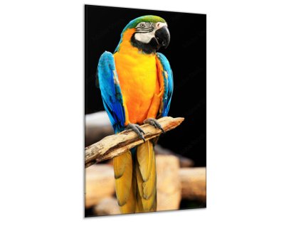 Obraz skleněný ara ararauna na bidle (Rozměry-obdélník 90 x 120 cm)