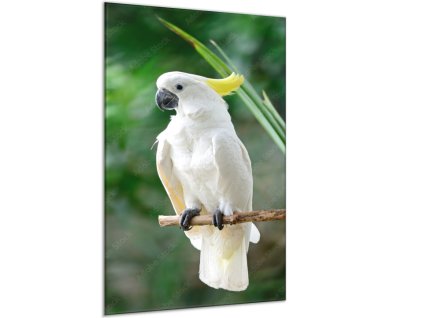 Obraz skleněný kakadu žlutočečelatý na bidle (Rozměry-obdélník 90 x 120 cm)