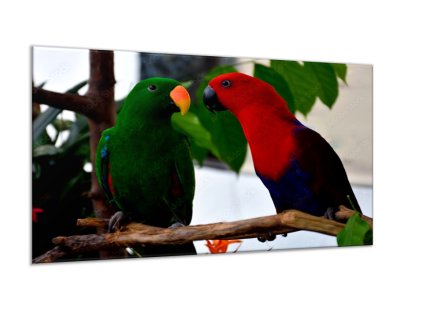 Obraz sklo papoušek para eklektus (Rozměry-obdélník 90 x 120 cm)