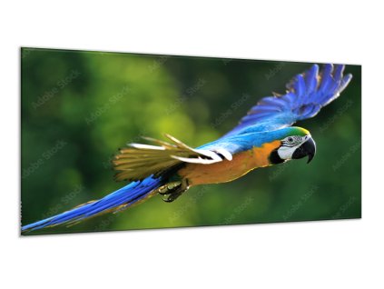 Obraz skleněný papoušek ara ararauna v letu (Rozměry-obdélník 90 x 120 cm)