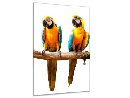 Obraz skleněný dva papoušci sedí na bidýlku (Rozměry-obdélník 90 x 120 cm)