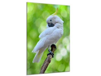 Obraz skleněný papoušek kakadu žlutočečelatý (Rozměry-obdélník 90 x 120 cm)