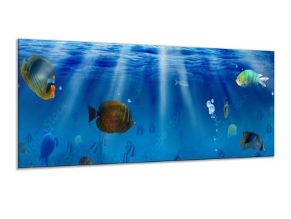 Obraz skleněný mořské ryby pod hladinou (Rozměry-obdélník 90 x 120 cm)