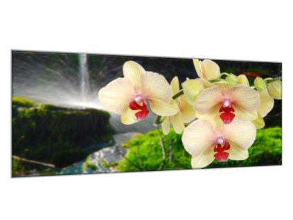 Obraz do koupelny žluté orchideje na mechu (Rozměry-obdélník 90 x 120 cm)