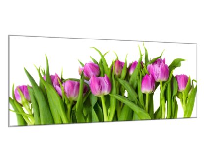 Obraz skleněný květy růžovo fialové tulipány (Rozměry-obdélník 90 x 120 cm)