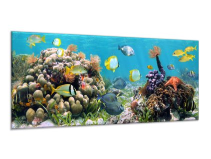 Obraz skleněný mořské ryby, korály a sasanky (Rozměry-obdélník 90 x 120 cm)