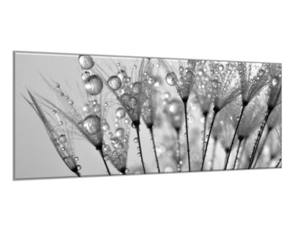 Obraz skleněný orosené chmýří pampelišky (Rozměry-obdélník 90 x 120 cm)