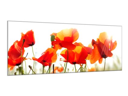 Obraz skleněný malované květy vlčí máky (Rozměry-obdélník 90 x 120 cm)