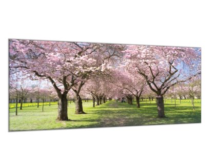 Obraz skleněný sad rozkvetlých stromů (Rozměry-obdélník 90 x 120 cm)