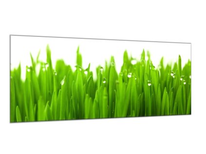 Obraz skleněný detail zelené trávy s rosou (Rozměry-obdélník 90 x 120 cm)
