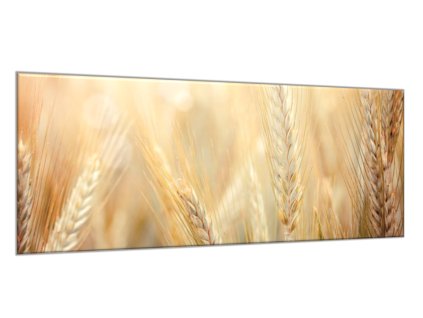 Obraz skleněný detail zralé klasy pšenice (Rozměry-obdélník 90 x 120 cm)