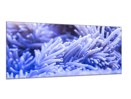 Obraz skleněný sasanka mořská (Rozměry-obdélník 90 x 120 cm)