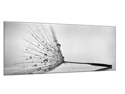 Obraz skleněný padák odkvetlé pampelišky s rosou (Rozměry-obdélník 90 x 120 cm)