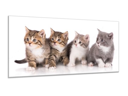 Obraz skleněný čtyři koťátka (Rozměry-obdélník 90 x 120 cm)