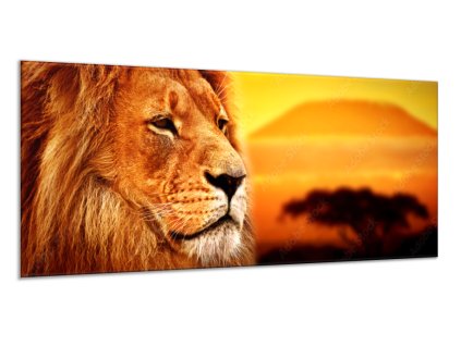 Obraz skleněný lev v západu slunce (Rozměry-obdélník 90 x 120 cm)