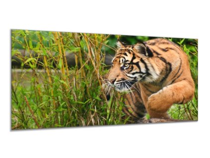 Obraz skleněný zlatý tygr na lovu (Rozměry-obdélník 90 x 120 cm)
