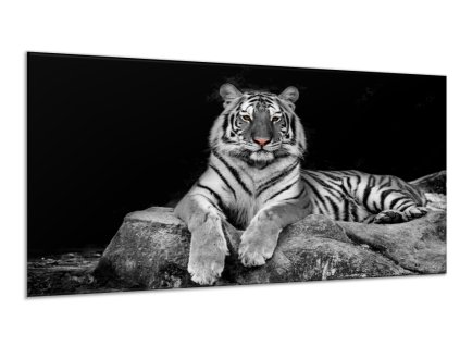 Obraz skleněný ležící bílý tygr na kameni (Rozměry-obdélník 90 x 120 cm)