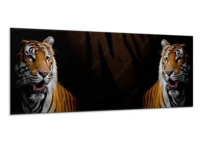 Obraz sklo dvě hlavy tygra zlatého (Rozměry-obdélník 90 x 120 cm)