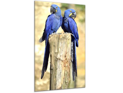 Obraz skleněný papoušek para ara hyacintová (Rozměry-obdélník 90 x 120 cm)