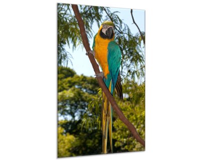 Obraz skleněný papoušek ara ararauna v parku (Rozměry-obdélník 90 x 120 cm)