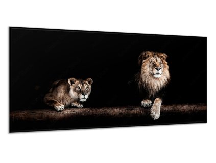 Obraz skleněný lvice a lev na kmeni (Rozměry-obdélník 90 x 120 cm)