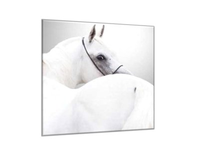 Obraz skleněný detail bílý kůň (Rozměry-čtverec 90 x 90 cm)