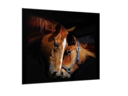 Obraz skleněný dvě koňské hlavy (Rozměry-čtverec 90 x 90 cm)
