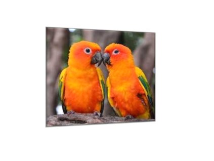 Obraz skleněný papoušek aratinga sluneční (Rozměry-čtverec 90 x 90 cm)