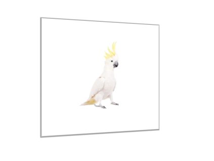 Obraz skleněný papoušek kakadu (Rozměry-čtverec 90 x 90 cm)