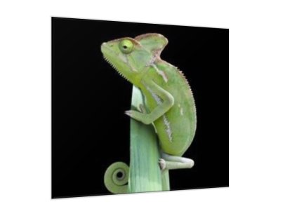 Obraz sklo chameleon (Rozměry-čtverec 90 x 90 cm)