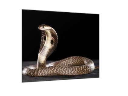 Obraz skleněný had kobra (Rozměry-čtverec 90 x 90 cm)