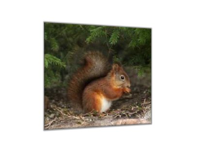 Obraz skleněný veverka s oříškem (Rozměry-čtverec 90 x 90 cm)