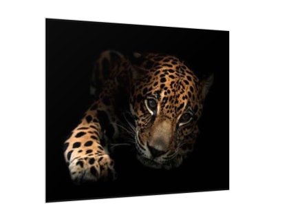Obraz skleněný ležící leopard (Rozměry-čtverec 90 x 90 cm)