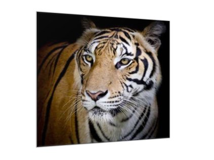 Obraz skleněný šelma tygr zlatý (Rozměry-čtverec 90 x 90 cm)