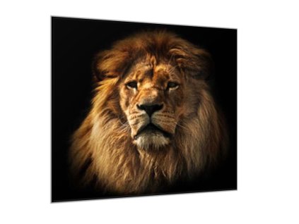 Obraz skleněný hlava lva (Rozměry-čtverec 90 x 90 cm)