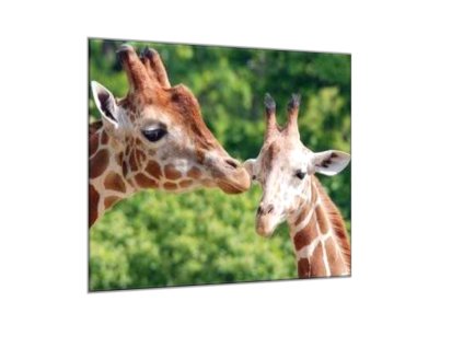 Obraz skleněný žirafy (Rozměry-čtverec 90 x 90 cm)