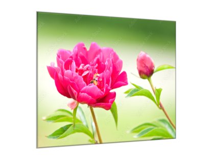 Obraz skleněný čtvercový květy tmavě růžové pivoňky (Rozměry-čtverec 90 x 90 cm)