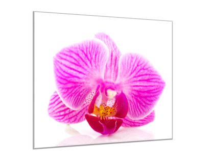 Obraz skleněný čtvercový květ růžové orchideje (Rozměry-čtverec 90 x 90 cm)