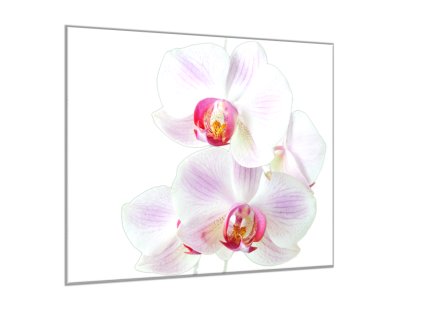 Obraz skleněný čtvercový květy růžovo bílá orchidej (Rozměry-čtverec 90 x 90 cm)