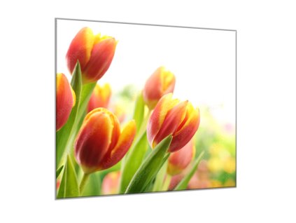 Obraz skleněný čtvercový červeno žluté tulipány (Rozměry-čtverec 90 x 90 cm)