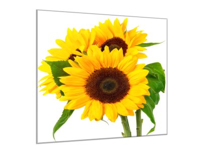 Obraz skleněný čtvercový tři květy slunečnice (Rozměry-čtverec 90 x 90 cm)